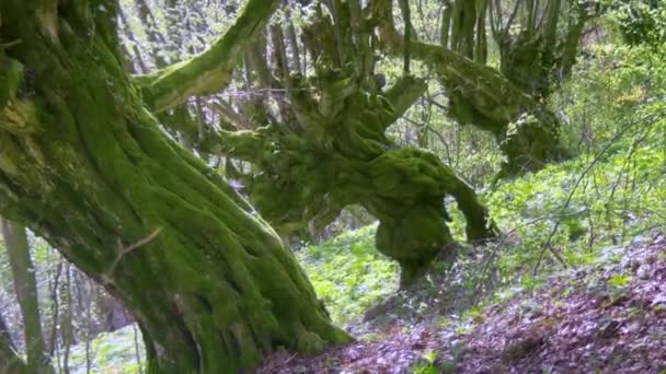 Een Oude Eeuwenoude Beukenboom Karpaten Oekraïne Bedekt Met Groen Mos — Stockvideo