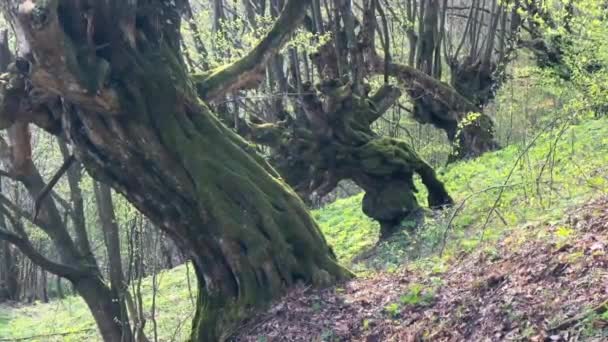Gammal Hundraårig Bok Träd Karpaterna Ukraina Täckt Med Grön Mossa — Stockvideo