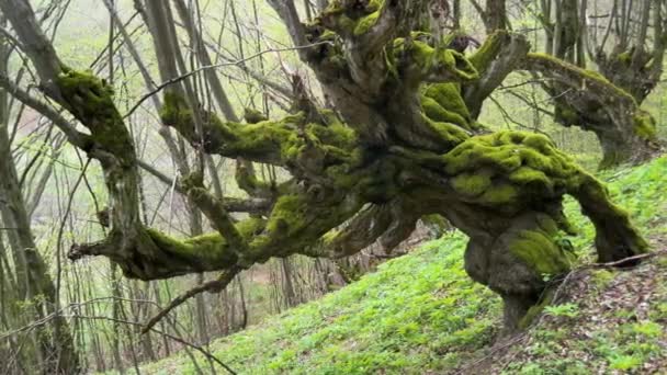乌克兰喀尔巴阡山脉的一棵古老的百年山毛榉树 长满了绿色的苔藓 树干的独特形状令人难以置信 令人难以置信 — 图库视频影像