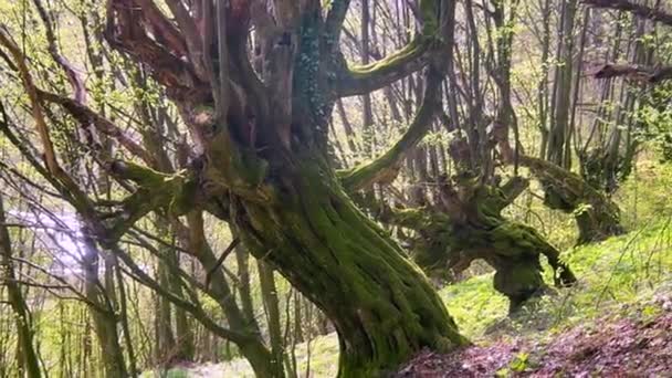 ウクライナのカルパチア人の古い世紀のブナの木は緑のモスで覆われ トランクの独特な形は素晴らしく 素晴らしいです — ストック動画
