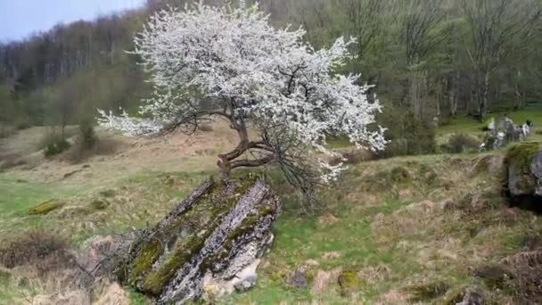 第一次世界大戦パッドラインは 現在ウクライナ オーストリア ハンガリーのカルパチア人である 開花する桜の木と爆発した丸薬の上の犬 バンカーの低いレベルへの金属の階段が見えます — ストック動画