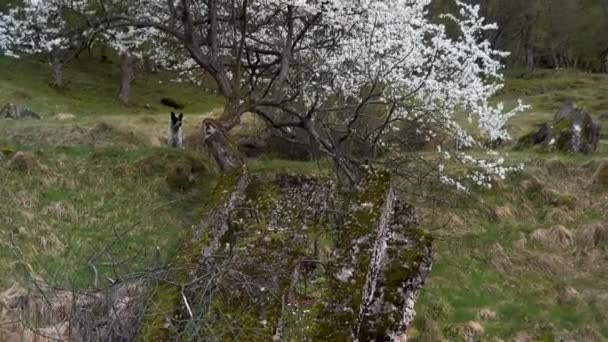 카르파티안 오스트리아 헝가리에서 Arpad 우크라이나 나무와 폭발한 벙커의 수준의 계단이 — 비디오