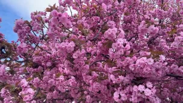 Ljusa Pittoreska Färg Sakura Känsliga Kronblad Mot Bakgrund Våren Himlen — Stockvideo