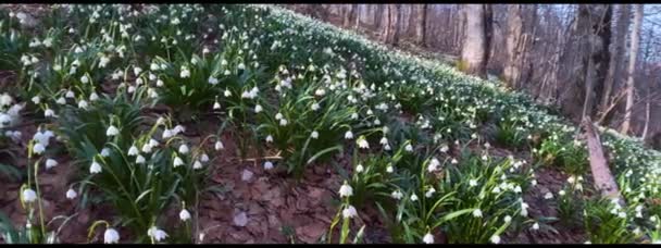 Una Grande Rarità Bucaneve Fiore Bianco Solito Cresce Nella Primavera — Video Stock