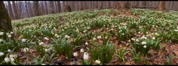 Eine Große Rarität Das Weiß Blühende Schneeglöckchen Wächst Normalerweise Frühling — Stockvideo
