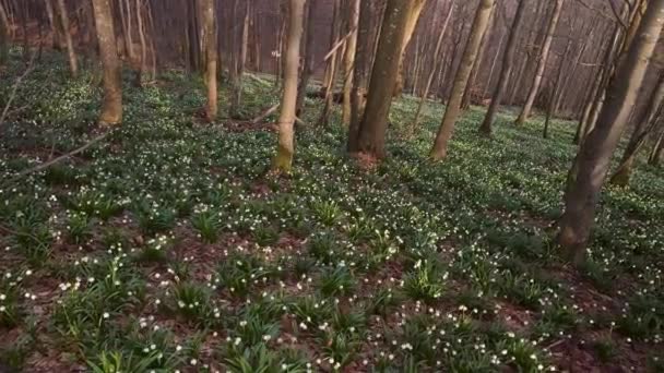 Nagy Ritkaság Fehér Virágú Hóvirág Általában Tavasszal Közelében Patakok Folyók — Stock videók