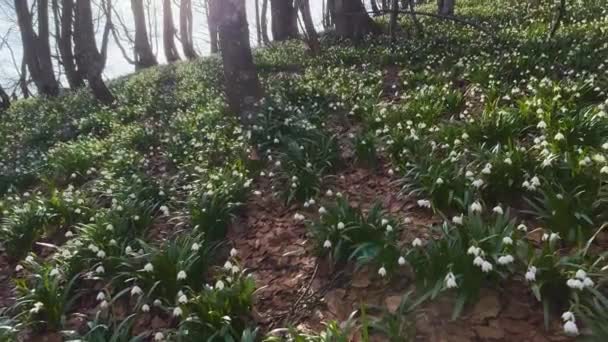 Uma Grande Raridade Gota Neve Flor Branca Normalmente Cresce Primavera — Vídeo de Stock