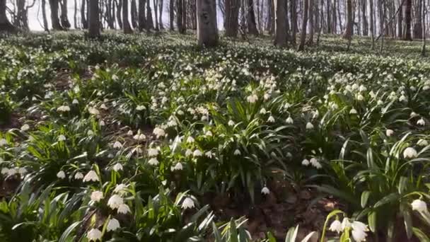 Una Gran Rareza Nevada Flores Blancas Crece Generalmente Primavera Cerca — Vídeo de stock