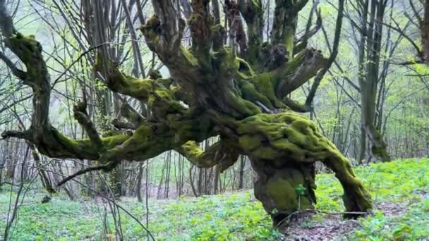 乌克兰喀尔巴阡山脉的一棵古老的百年山毛榉树 长满了绿色的苔藓 树干的独特形状令人难以置信 令人难以置信 — 图库视频影像