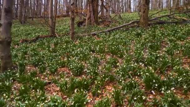 Una Grande Rarità Bucaneve Fiore Bianco Solito Cresce Primavera Vicino — Video Stock