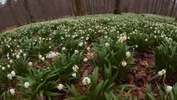 Ogromny Rzadkość Biały Kwitnący Śnieg Zazwyczaj Rosnę Wiosnę Koło Potok — Wideo stockowe