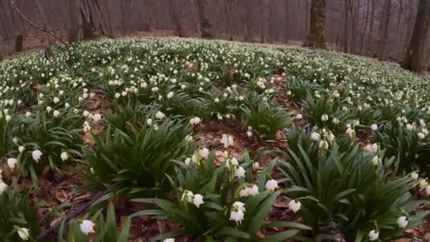 Ogromny Rzadkość Biały Kwitnący Śnieg Zazwyczaj Rosnę Wiosnę Koło Potok — Wideo stockowe