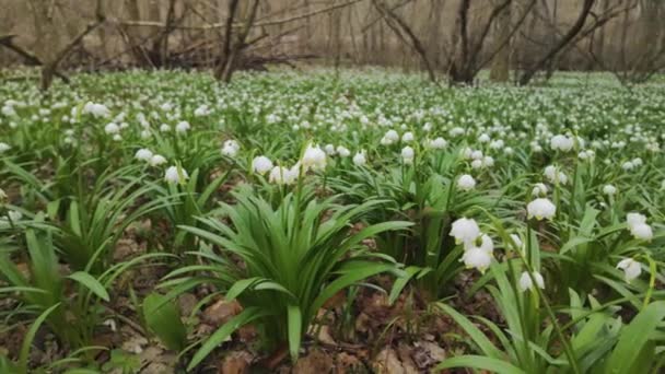 Ogromny Rzadkość Biały Kwitnący Śnieg Zazwyczaj Rosnę Wiosnę Koło Potok — Wideo stockowe