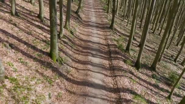 Drohne Fliegt Buchenwald März Schatten Der Untergehenden Sonne Ziehen Über — Stockvideo