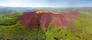 drone flies over a spring Carpathian peak with an interesting phenomenon - the mountain forest on the mountain is green up to a certain height, and above without leaves clipart