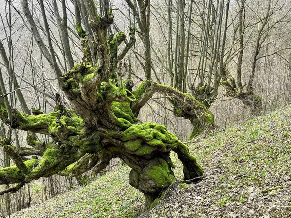 an old century-old beech tree in the Carpathians, Ukraine is covered with green moss, the unique shape of the trunk is fabulous and fantastic