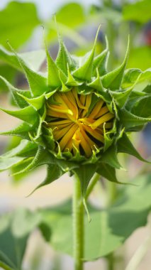 Bunga matahari ya da güneş çiçeği ya da Helianthus annuus L