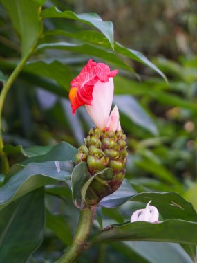 Volta atan tawar veya Cheilocostus speciosus