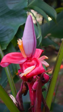 Pisang merah veya Musa velutina