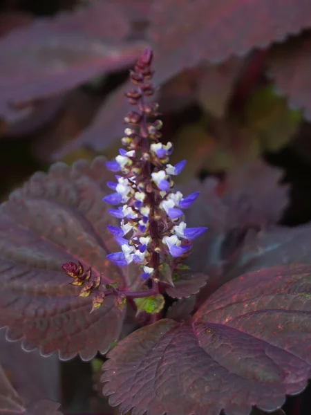 stock image Coleus ungu flower in the garden