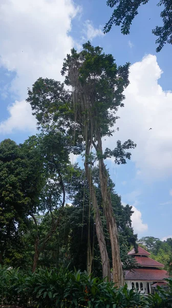 Высокое Дерево Голубом Фоне Неба — стоковое фото