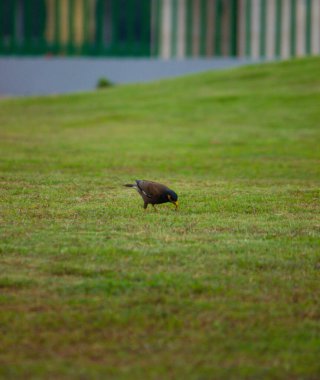 Mor leylek, Burung kerak ungu ya da Acridotheres tristis yeşil çimlerde yiyecek arıyor.