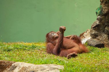 Ragunan Hayvanat Bahçesi 'nde tuhaf davranan bir orangutan ya da büyük bir maymun ya da P. pigmaeus.