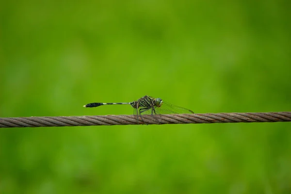 Capung Jarum Hijau Needle Dragonflies Insects Belong Order Odonata Suborder — Stock Photo, Image