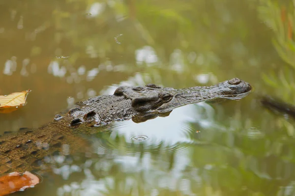淡水ワニイリアンまたはクロコダイルス ノヴァギネアがラグナン動物園の池で泳いでいます — ストック写真