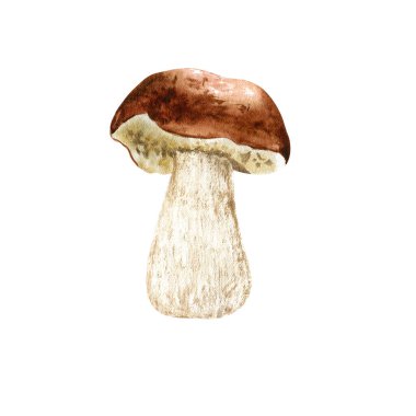 Orman sonbahar mantarı. Suluboya çizimi izole edilmiş el resmi