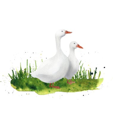 Suluboya el çizimi kaz ve tavuk. Çiftlik illüstrasyonu. Kırsal kuşlar ve kırsal elementler