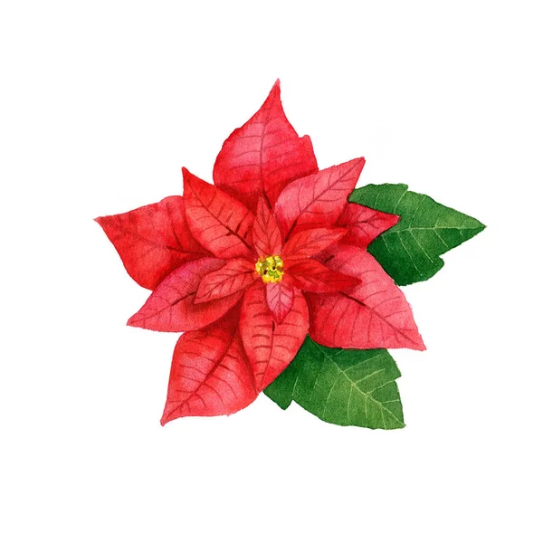 Acuarela Poinsettia Roja Navidad Planta Tradicional Para Decoración Invierno Flor — Foto de Stock