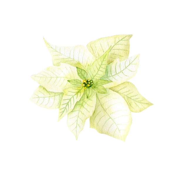 Акварель Белая Пуансеттия Рождественское Традиционное Растение Декора Зимний Цветок Руки — стоковое фото
