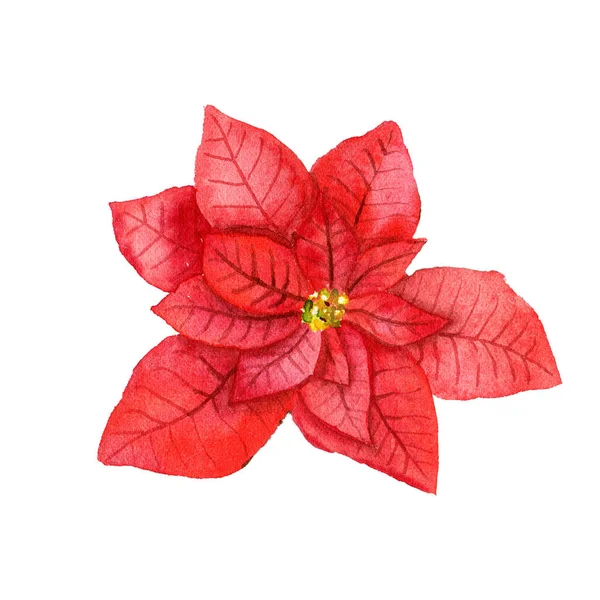 Акварельная Красная Пуансеттия Рождественское Традиционное Растение Декора Зимний Цветок Руки — стоковое фото