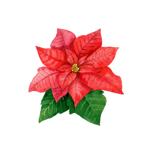 Acuarela Poinsettia Roja Navidad Planta Tradicional Para Decoración Invierno Flor — Foto de Stock