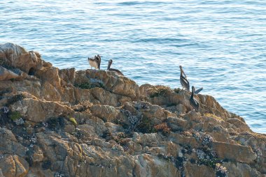 Güneşli bir yaz gününde, okyanusun kenarındaki bir uçurumda dinlenen kuş sürüsü.