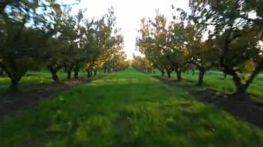 Şeftali ağaçları arasında uçarken aralarında güneş ışığı parlıyor. Gün batımında İHA uçağı. Şeftali tarlası. Şeftali ağaçları arasında uçmak. Yeşil çimenler ve güneş ışınlarıyla sonbahar mevsimi