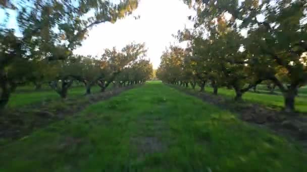 太陽の光が差し込む桃の木の間を飛行します 日没時のドローン飛行 桃畑だ 桃の木の間の飛行 緑の芝生と太陽の光線で秋の季節 — ストック動画