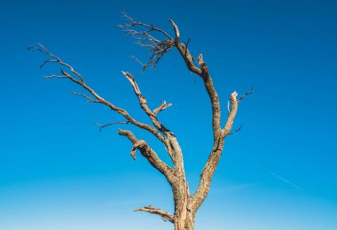 Mavi gökyüzünün arka planında solmuş çok eski bir ağaç. 