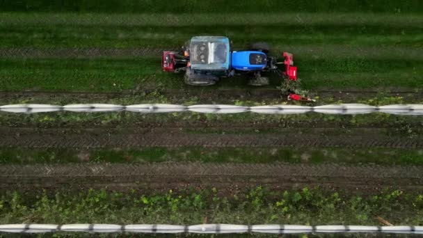Mekanisk Skärning Äppelkvistar Med Traktor Beskär Överhängande Grenar Ett Äppelfält — Stockvideo