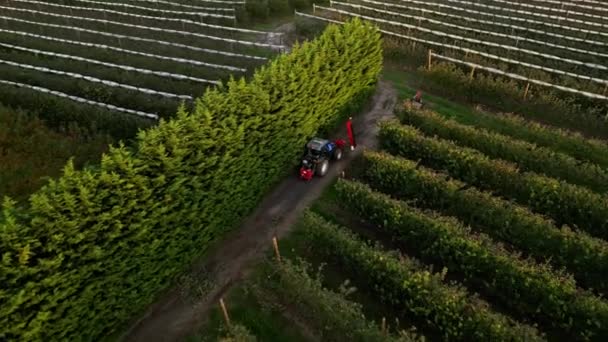 Tractor Con Una Máquina Podar Conectado Conduciendo Entre Campos Manzana — Vídeos de Stock