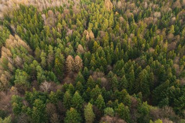 Sabahları ağaçlara düşen güneş ışınlarıyla birlikte ormanın havadan görünüşü. Drone görünümü