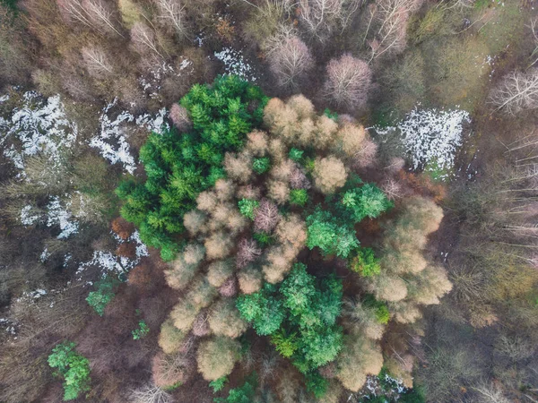 Aerial view of the forest in the morning . Drone view. Colorful trees in the middle of the forest. Forest background