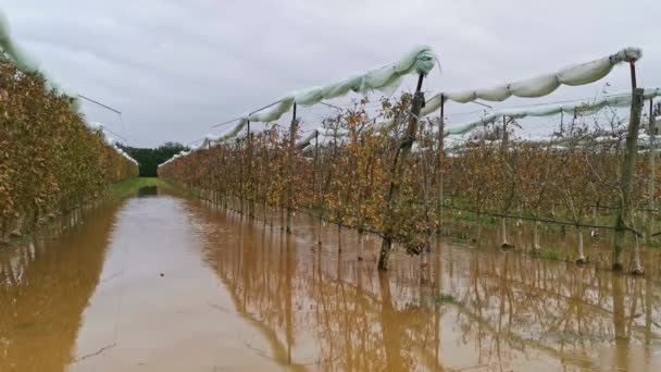 Flood Flooded Pear Orchards Heavy Rainfall — Stock video