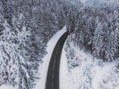 Snow-covered trees in the forest and asphalt road line in the mountains. Winter landscape in the mountains. Aerial drone panoramic photo.