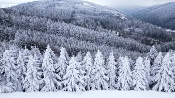 森の中の山々のパノラマの冬のドローンビュー 映画の冬の雪の森 雪に覆われた森 映画的な郊外の風景 — ストック動画