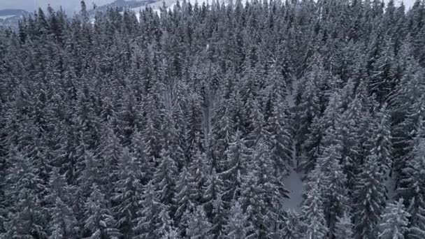 森の中の山々のパノラマの冬のドローンビュー 映画の冬の雪の森 雪に覆われた森 映画的な郊外の風景 — ストック動画