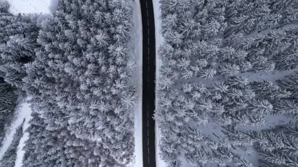 Panoramic Winter View Forest Cinematic Winter Snowy Rural Asphalt Road — Stok video