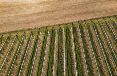 Gün batımında elma ağaçlarıyla birlikte meyve bahçesinin havadan görünüşü. Tarlalar dolu ağı ile kaplı. İnsansız hava aracı manzaralı güzel bir kır manzarası. Bir sürü çiçek açan bitki ve ağaç. Sonbahar 