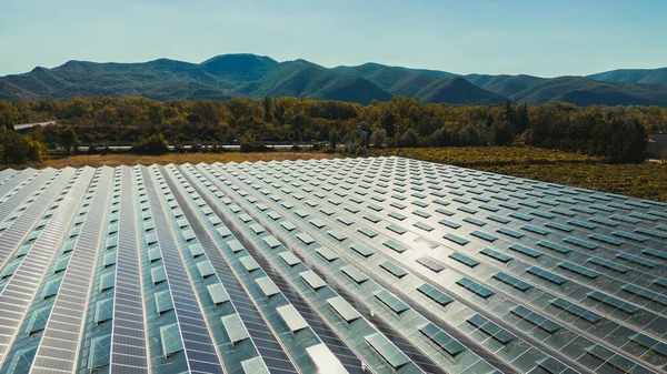 Greenhouse for growing vegetables with mounted photovoltaic panels